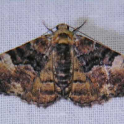 Aporoctena scierodes (Buff-tinted Geometrid) at Sheldon, QLD - 2 Jun 2007 by PJH123