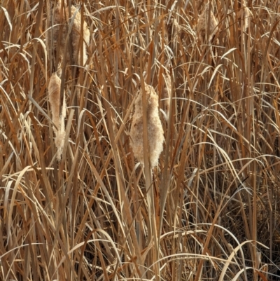 Typha sp. (Cumbungi) at Tuggeranong, ACT - 5 Aug 2023 by HelenCross