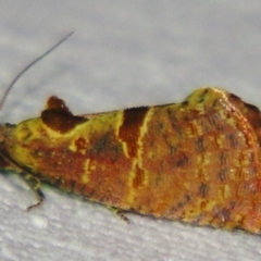 Glyphidoptera insignana (a tufted Tortrix moth) at Sheldon, QLD - 2 Jun 2007 by PJH123