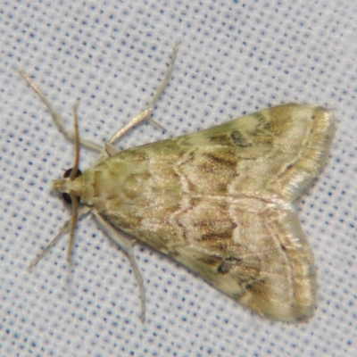 Hellula undalis (Cabbage Webworm) at Sheldon, QLD - 2 Jun 2007 by PJH123