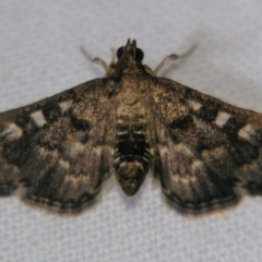 Nacoleia rhoeoalis (Spilomelinae) at Sheldon, QLD - 2 Jun 2007 by PJH123