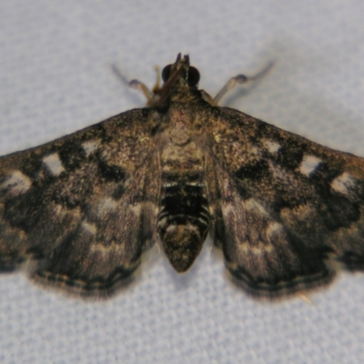 Nacoleia rhoeoalis (Spilomelinae) at Sheldon, QLD - 2 Jun 2007 by PJH123