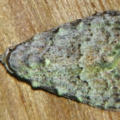Nola pycnopasta (A noctuid moth (Nolinae)) by PJH123