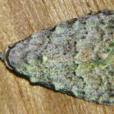 Nola pycnopasta (A noctuid moth (Nolinae)) by PJH123