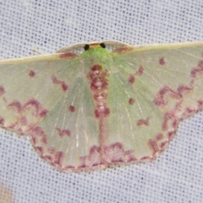 Prasinocyma rhodocosma (Northern Emerald) at Sheldon, QLD - 2 Jun 2007 by PJH123