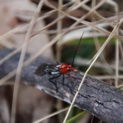 Braconidae (family) (Unidentified braconid wasp) at Mongarlowe, NSW - 4 Aug 2023 by LisaH