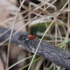 Braconidae (family) at Mongarlowe, NSW - suppressed