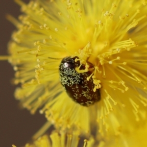 Eumolpinae (subfamily) at Hughes, ACT - 5 Aug 2023