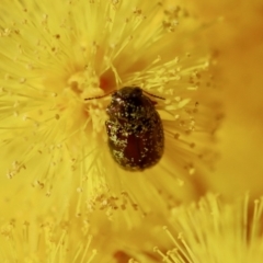 Eumolpinae (subfamily) at Hughes, ACT - 5 Aug 2023