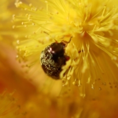 Eumolpinae (subfamily) at Hughes, ACT - 5 Aug 2023