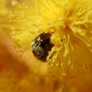 Eumolpinae (subfamily) at Hughes, ACT - 5 Aug 2023