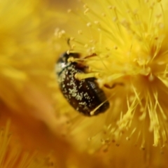 Eumolpinae (subfamily) at Hughes, ACT - 5 Aug 2023