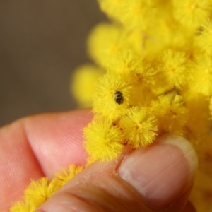 Eumolpinae (subfamily) at Hughes, ACT - 5 Aug 2023