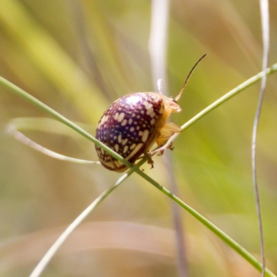 Paropsis pictipennis (Tea-tree button beetle) at Stromlo, ACT - 5 Mar 2023 by KorinneM