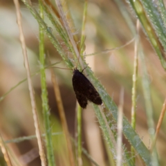 Lecithocera terrigena (Lecithocera terrigena) at Stromlo, ACT - 4 Mar 2023 by KorinneM