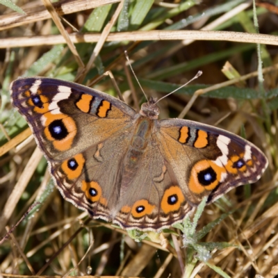 Junonia villida (Meadow Argus) at Stony Creek - 5 Mar 2023 by KorinneM