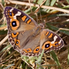 Junonia villida at Stony Creek - 5 Mar 2023