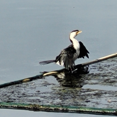 Microcarbo melanoleucos (Little Pied Cormorant) at Huskisson, NSW - 5 Aug 2023 by trevorpreston