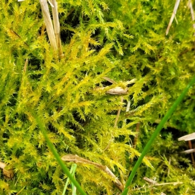 Unidentified Moss, Liverwort or Hornwort at Huskisson, NSW - 5 Aug 2023 by trevorpreston