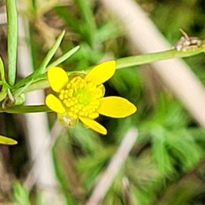 Ranunculus inundatus (River Buttercup) at Huskisson, NSW - 5 Aug 2023 by trevorpreston