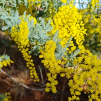 Acacia baileyana (Cootamundra Wattle, Golden Mimosa) at Isaacs, ACT - 5 Aug 2023 by Mike