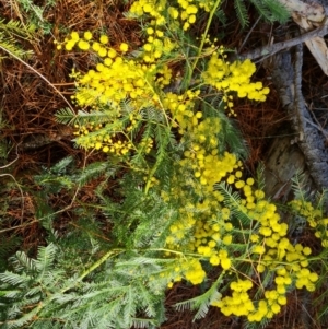 Acacia baileyana x Acacia decurrens at Isaacs, ACT - 5 Aug 2023