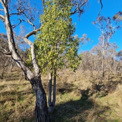 Brachychiton populneus subsp. populneus (Kurrajong) at O'Malley, ACT - 5 Aug 2023 by Mike