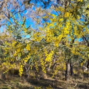 Acacia dealbata subsp. dealbata at O'Malley, ACT - 5 Aug 2023