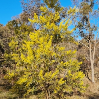 Acacia rubida (Red-stemmed Wattle, Red-leaved Wattle) at O'Malley, ACT - 5 Aug 2023 by Mike