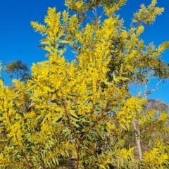 Acacia rubida at O'Malley, ACT - 5 Aug 2023 03:53 PM