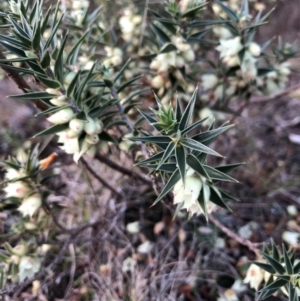 Melichrus urceolatus at Wamboin, NSW - 5 Aug 2023 04:51 PM