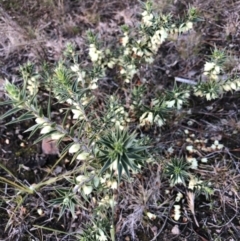 Melichrus urceolatus at Wamboin, NSW - 5 Aug 2023