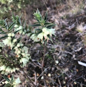 Melichrus urceolatus at Wamboin, NSW - 5 Aug 2023 04:51 PM