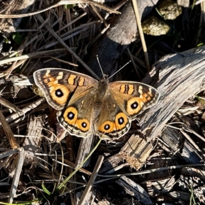 Junonia villida (Meadow Argus) at Aranda, ACT - 5 Aug 2023 by KMcCue