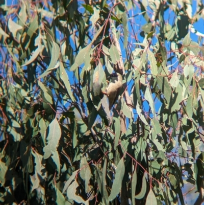 Melithreptus brevirostris (Brown-headed Honeyeater) at Bungowannah, NSW - 5 Aug 2023 by Darcy