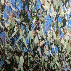 Melithreptus brevirostris at Bungowannah, NSW - 5 Aug 2023