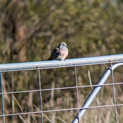 Geopelia placida (Peaceful Dove) at Bungowannah, NSW - 5 Aug 2023 by Darcy