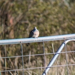 Geopelia placida at Bungowannah, NSW - 5 Aug 2023