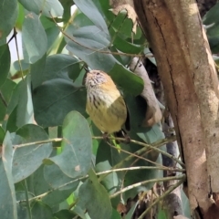 Acanthiza lineata (Striated Thornbill) at Yackandandah, VIC - 5 Aug 2023 by KylieWaldon