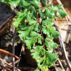 Cheilanthes (genus) (Rock Fern) at Yackandandah, VIC - 5 Aug 2023 by KylieWaldon