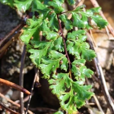 Cheilanthes (genus) (Rock Fern) at Yackandandah, VIC - 5 Aug 2023 by KylieWaldon