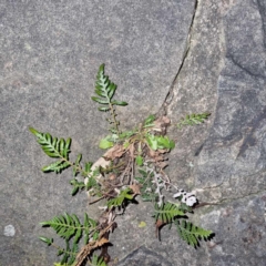 Pteridium esculentum (Bracken) at Weston, ACT - 5 Aug 2023 by AliceH