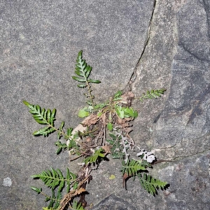 Pteridium esculentum at Weston, ACT - 5 Aug 2023 07:01 PM