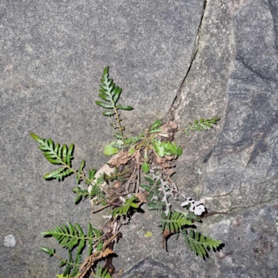 Pteridium esculentum (Bracken) at Weston, ACT - 5 Aug 2023 by AliceH