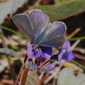 Erina acasta at Rendezvous Creek, ACT - 1 Aug 2023 11:41 AM