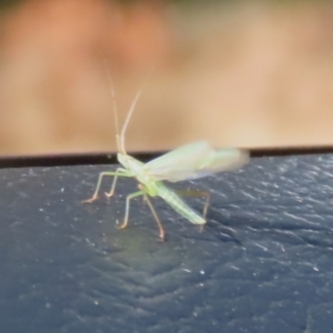 Mutusca brevicornis at Gordon, ACT - 5 Aug 2023