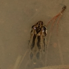 Crinia signifera (Common Eastern Froglet) at Stromlo, ACT - 5 Aug 2023 by Ct1000