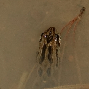 Crinia signifera at Stromlo, ACT - 5 Aug 2023