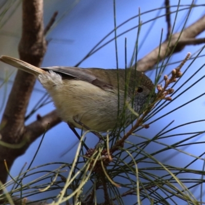 Acanthiza pusilla (Brown Thornbill) at Gordon Pond - 5 Aug 2023 by RodDeb