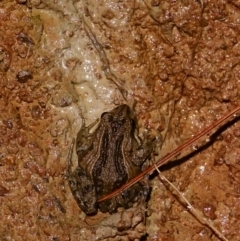 Crinia signifera (Common Eastern Froglet) at Stromlo, ACT - 5 Aug 2023 by Ct1000